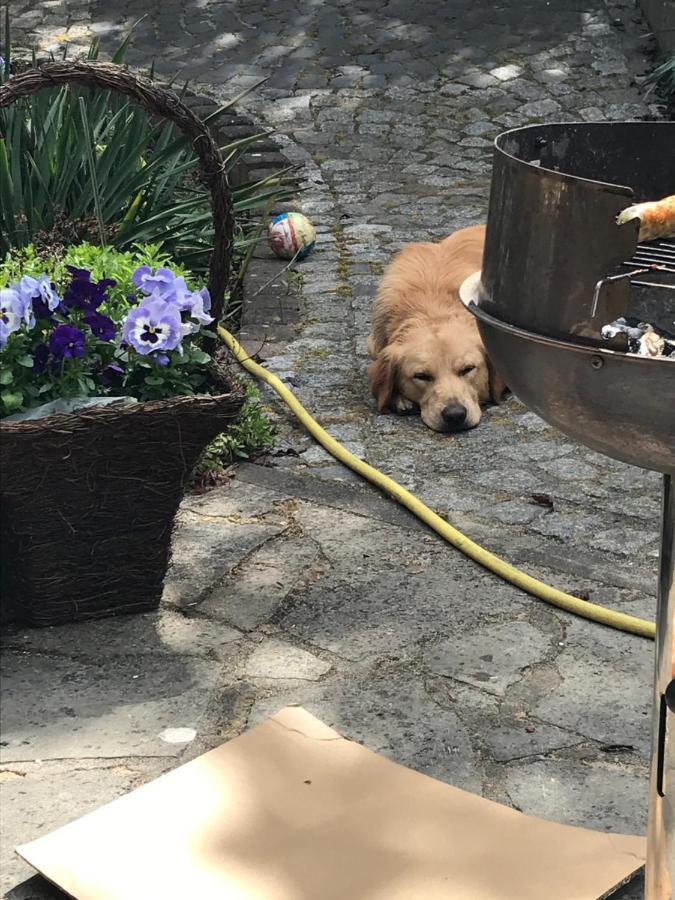 Ferienhaus Waldperle Harzblick Wernrode Esterno foto